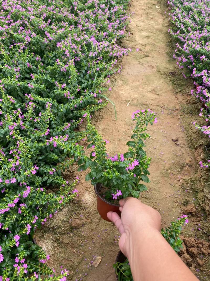 精品萼距花优质萼距花自产自销