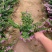 精品萼距花优质萼距花自产自销