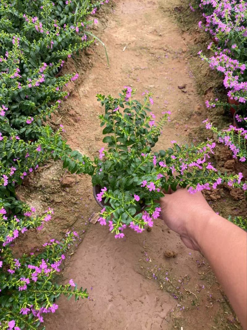 精品萼距花优质萼距花自产自销