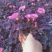 精品大花芙蓉酢浆草