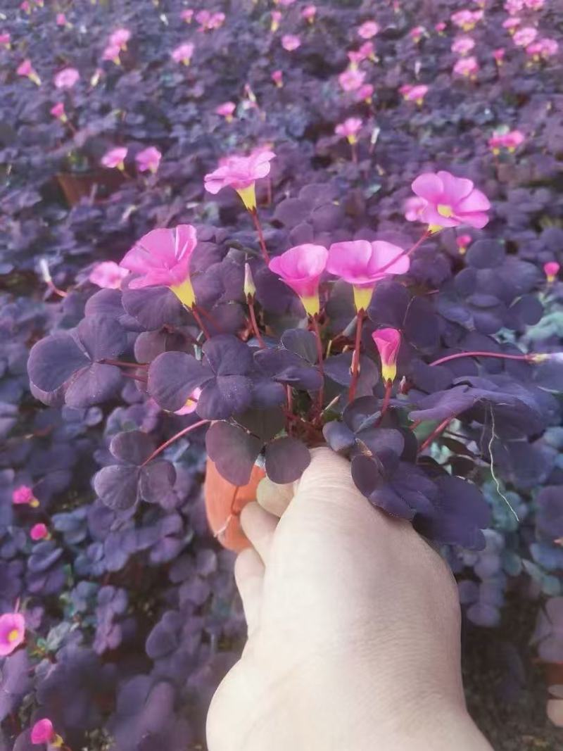 精品大花芙蓉酢浆草