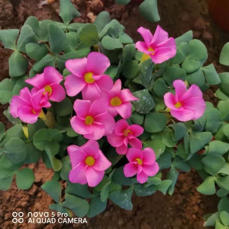精品大花芙蓉酢浆草
