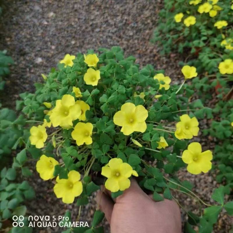 精品大花芙蓉酢浆草