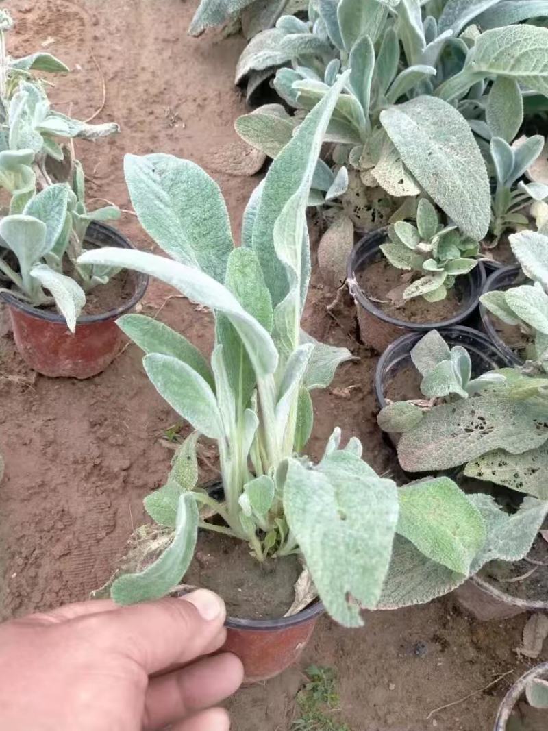 精品棉毛水苏