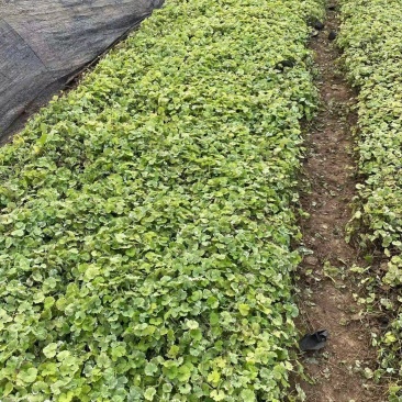 精品花叶连钱草优质花叶