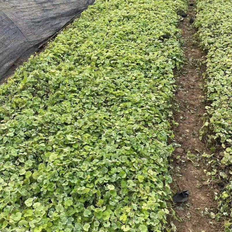 精品花叶连钱草优质花叶