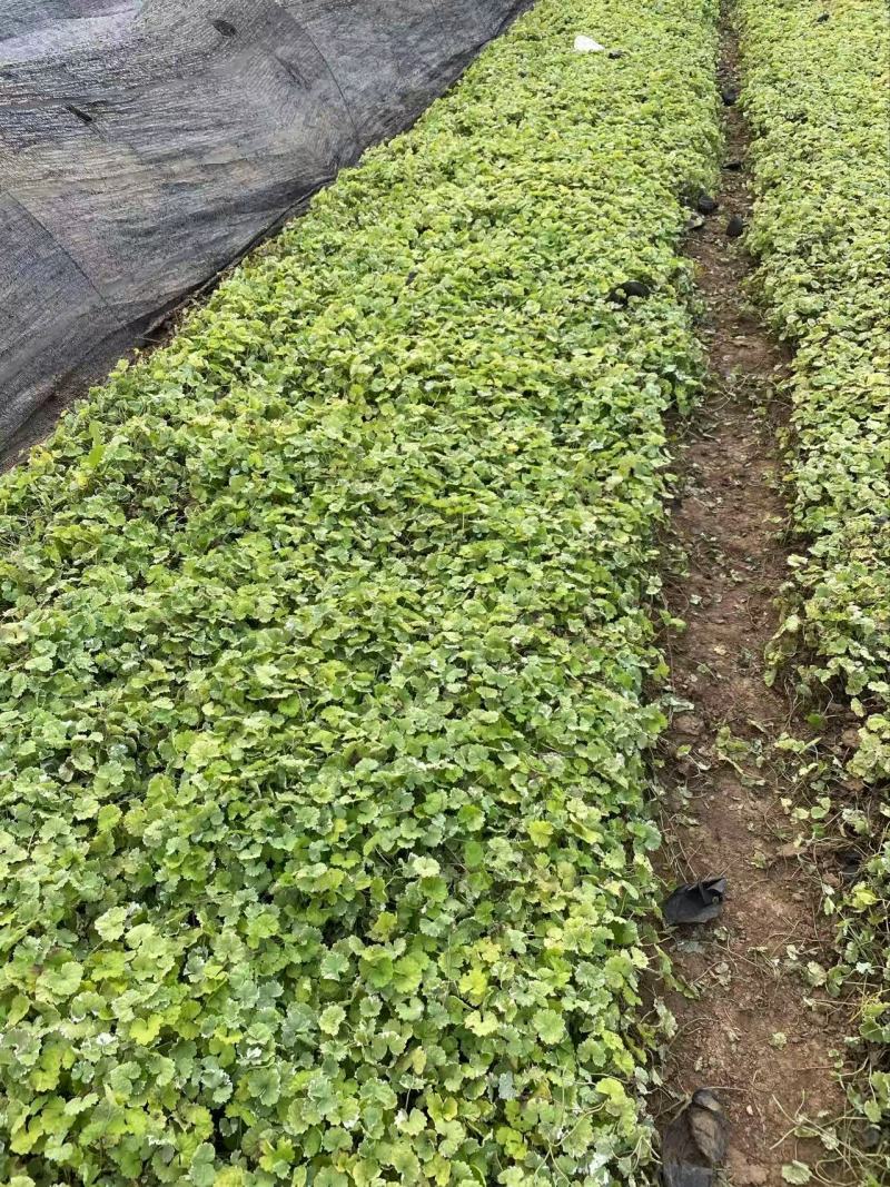 精品花叶连钱草优质花叶