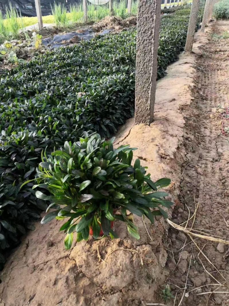 精品筋骨草优质筋骨草筋骨草自产自销