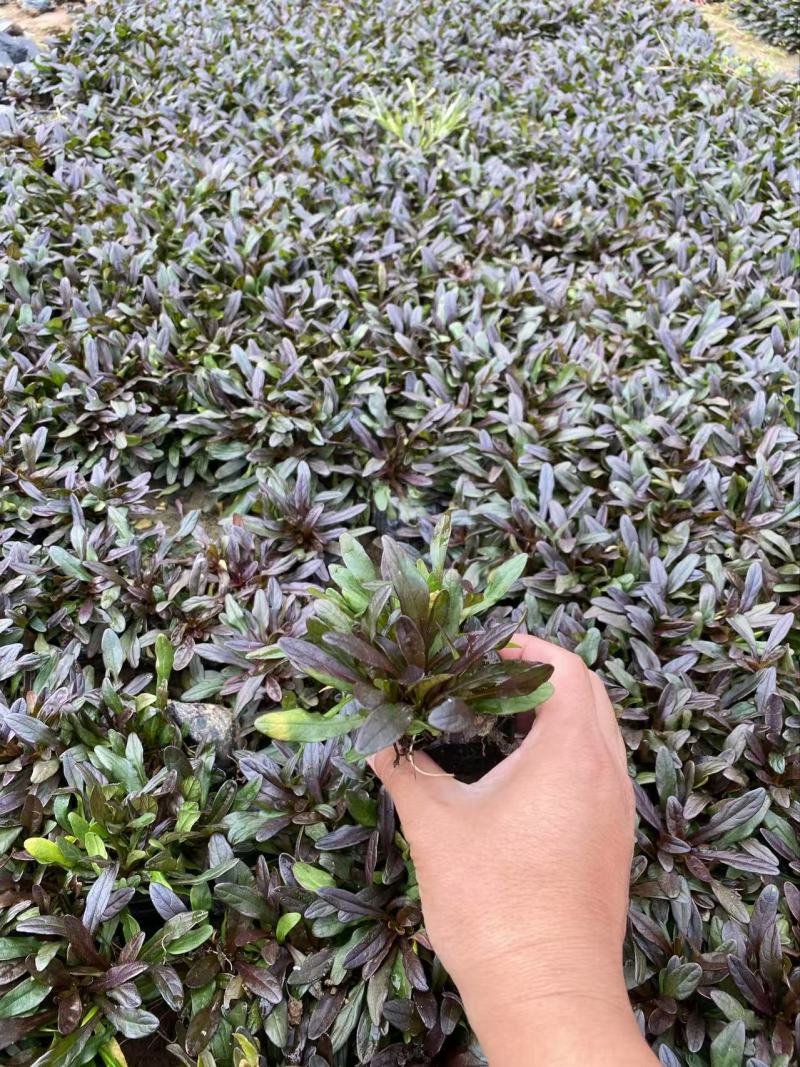 精品筋骨草优质筋骨草筋骨草自产自销