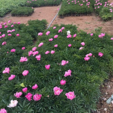 精品芍药优质芍药自产自销