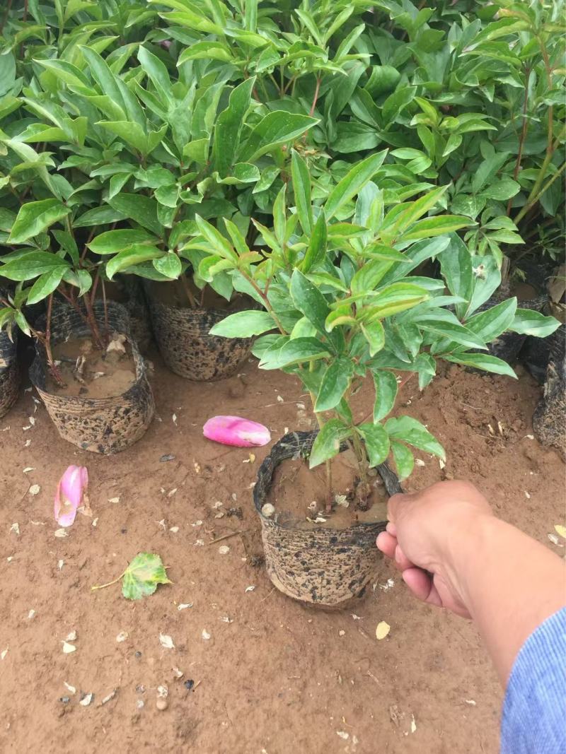 精品芍药优质芍药自产自销