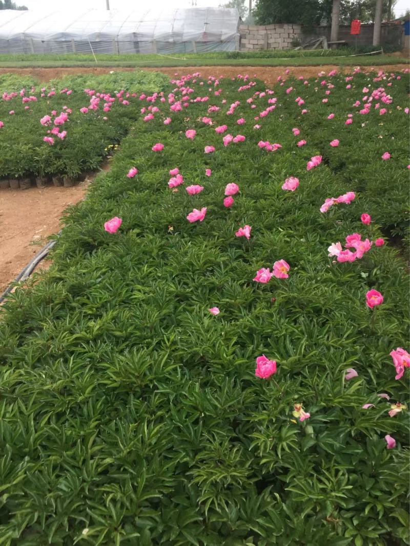 精品芍药优质芍药自产自销
