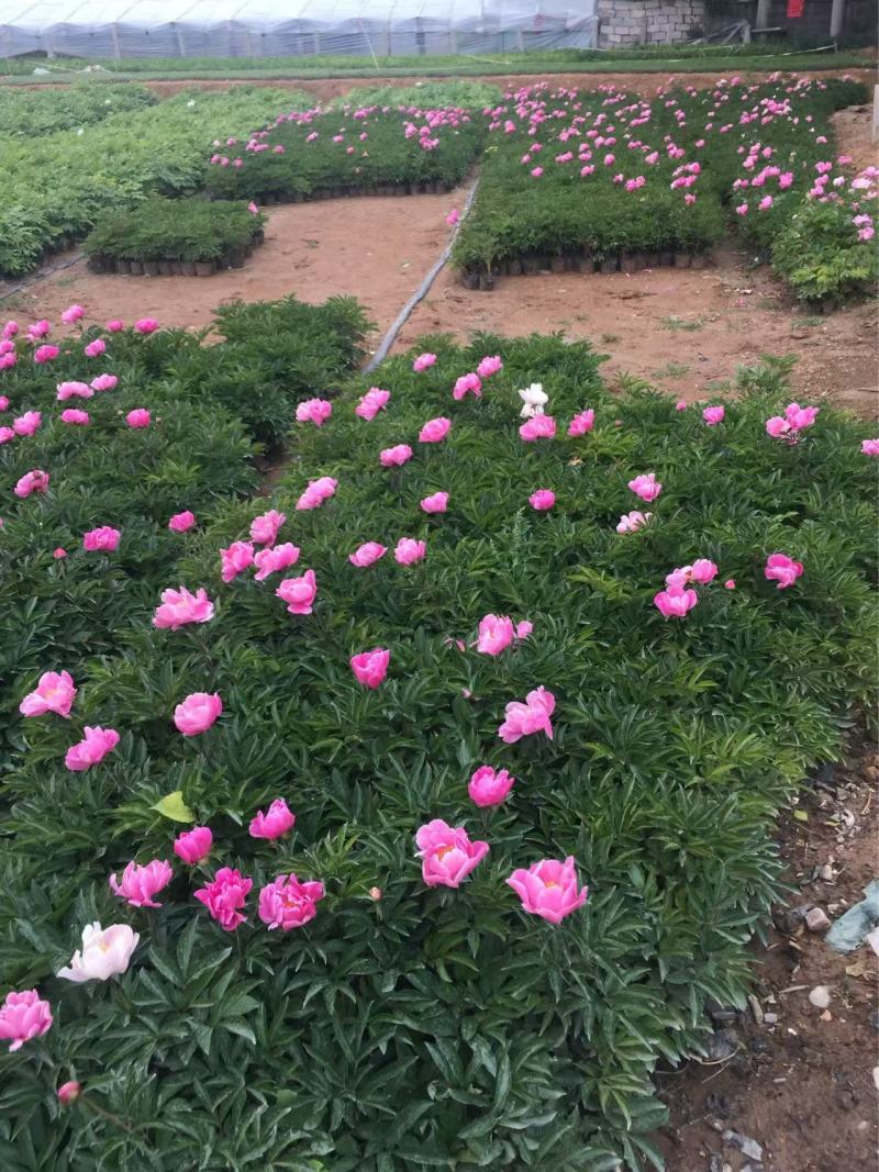 精品芍药优质芍药自产自销