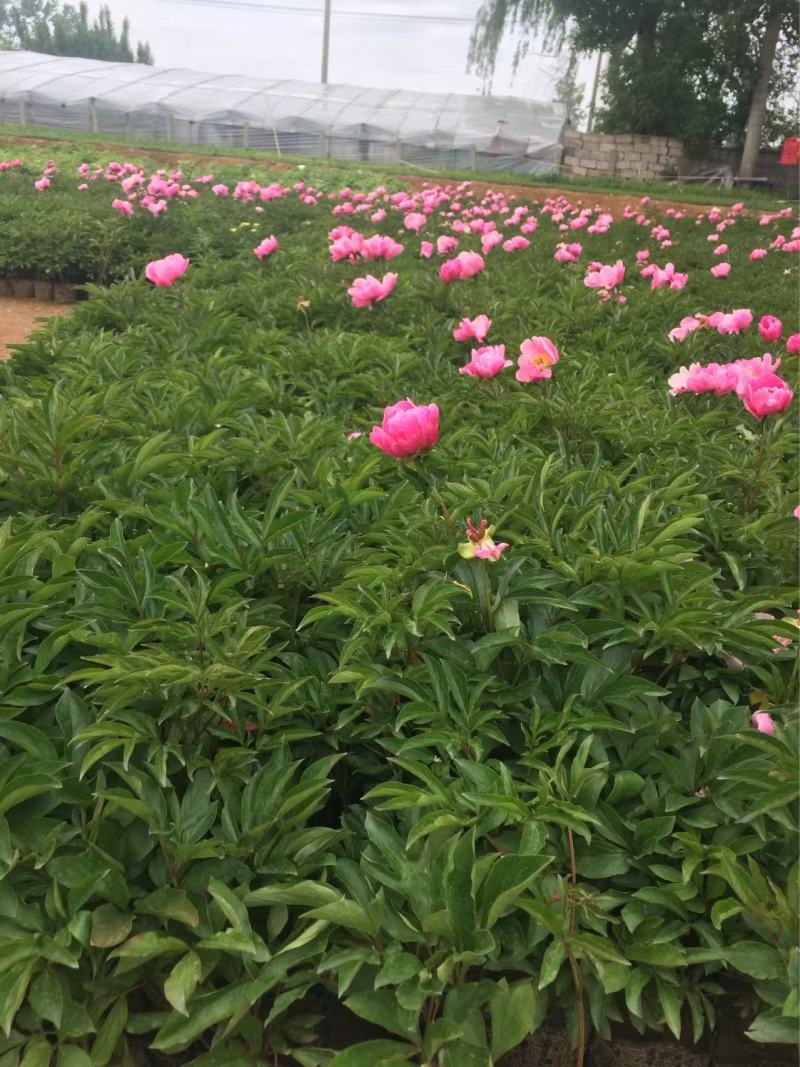 精品芍药优质芍药自产自销