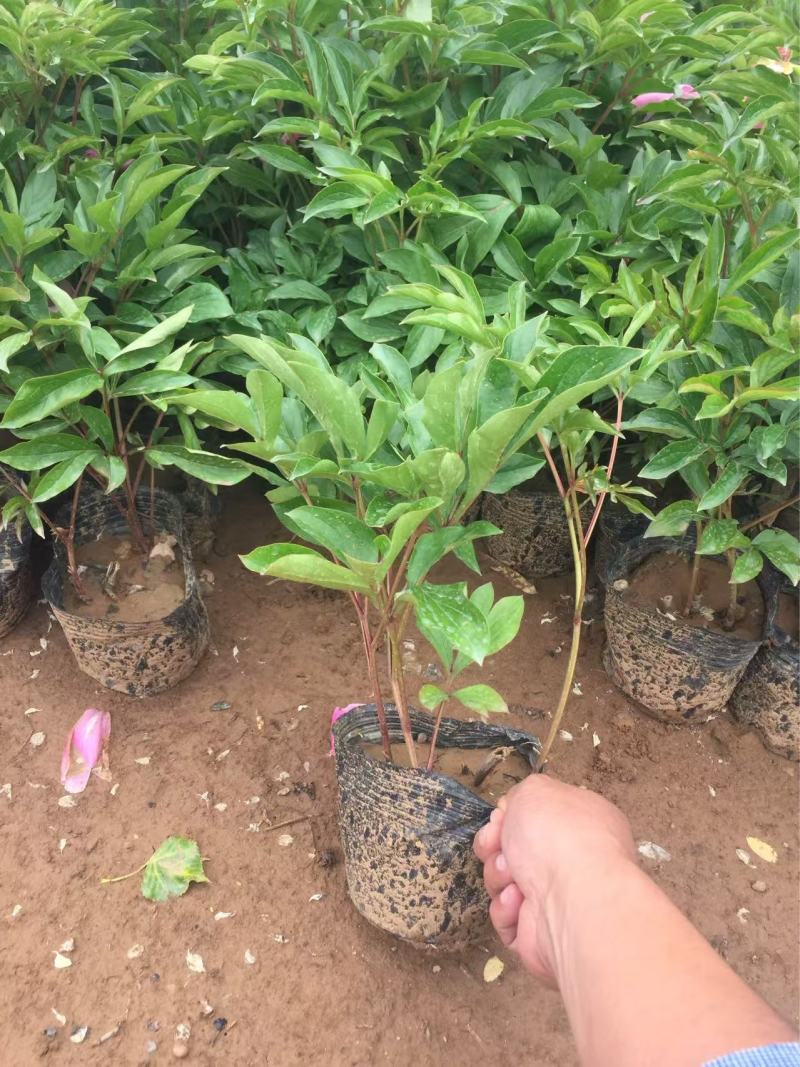 精品芍药优质芍药自产自销
