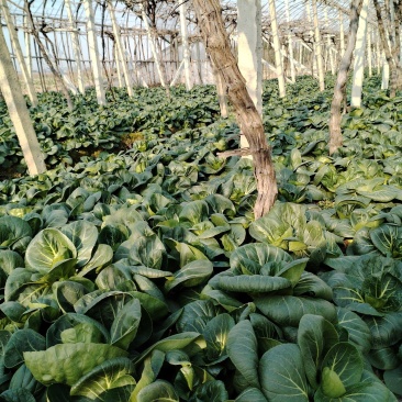 5万斤青菜，欢迎采购咨询
