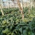 5万斤青菜，欢迎采购咨询