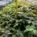 紫花风铃