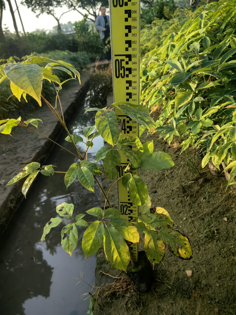 紫花风铃