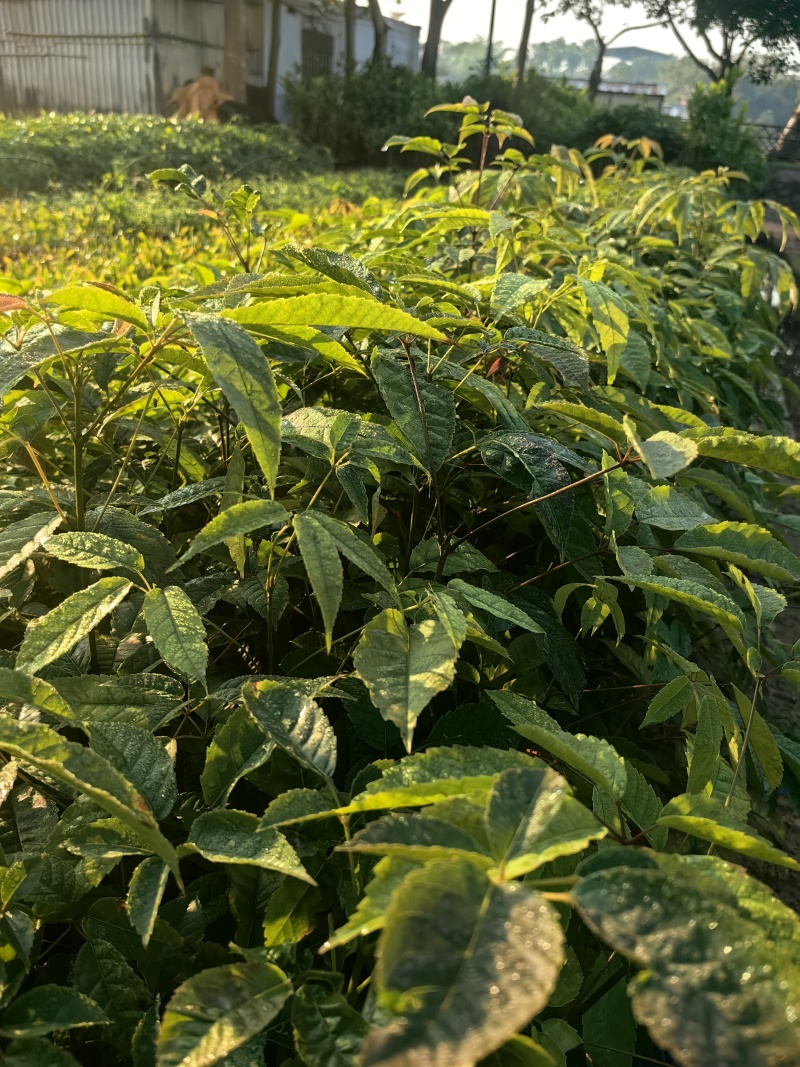 紫花风铃