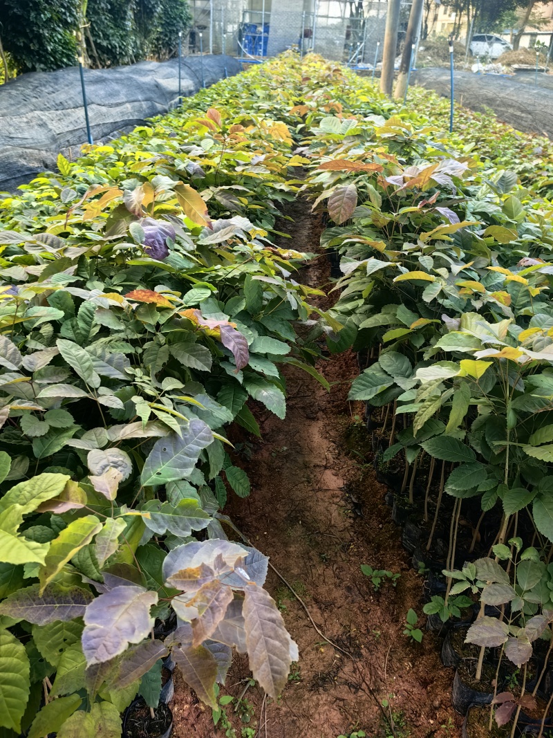 紫花风铃