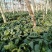 5万斤青菜，欢迎采购咨询