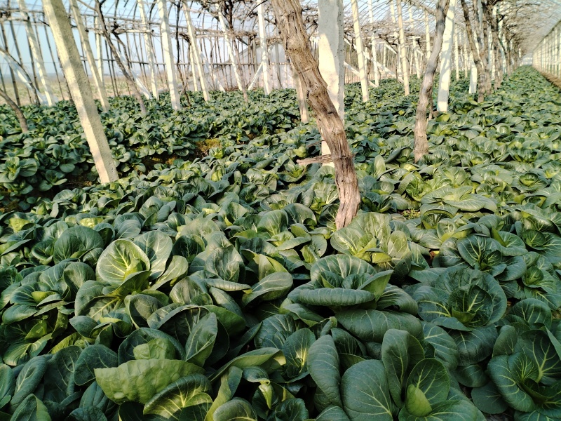 5万斤青菜，欢迎采购咨询