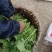 岳池县新鲜油菜苔，蔬菜
