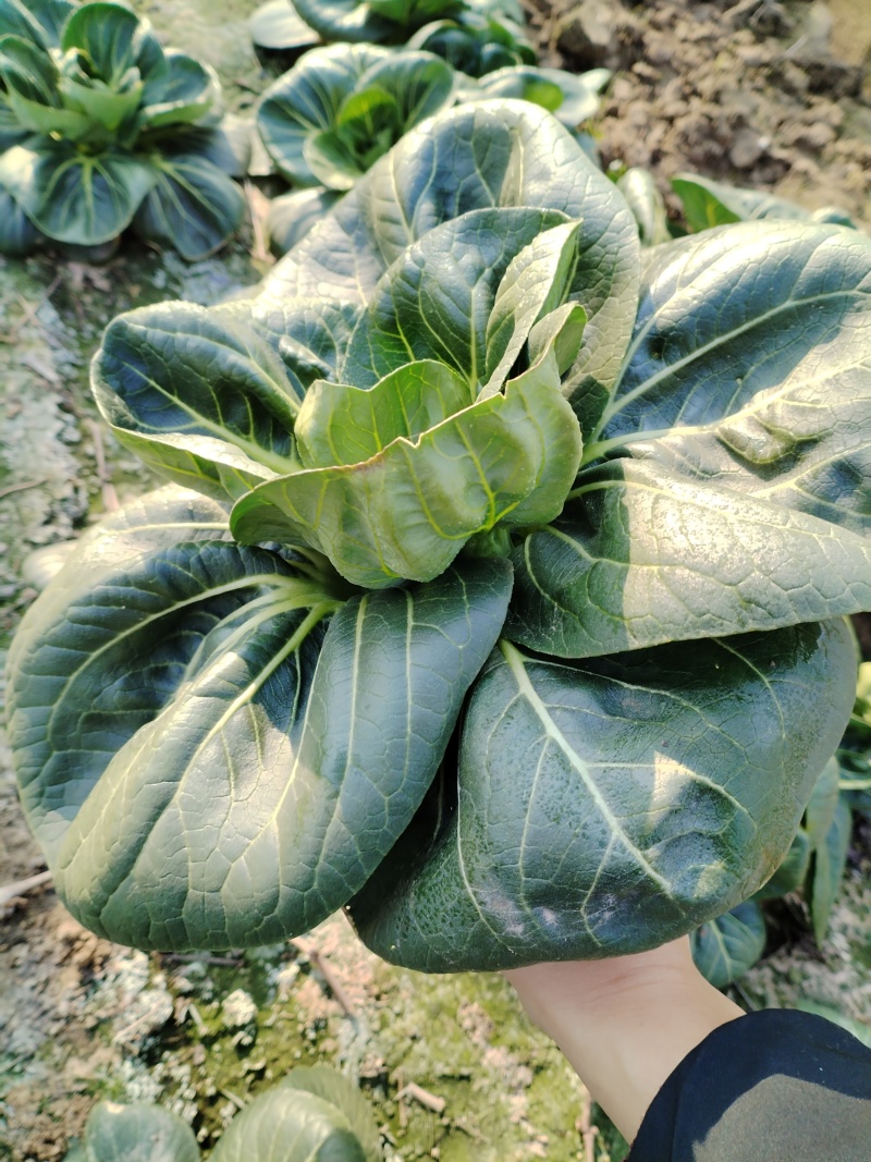 5万斤青菜，欢迎采购咨询