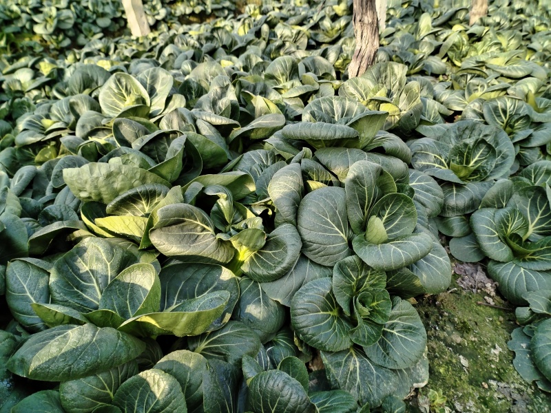 5万斤青菜，欢迎采购咨询