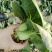 5万斤青菜，欢迎采购咨询