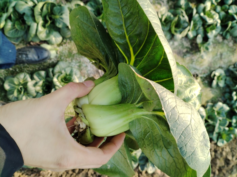 5万斤青菜，欢迎采购咨询