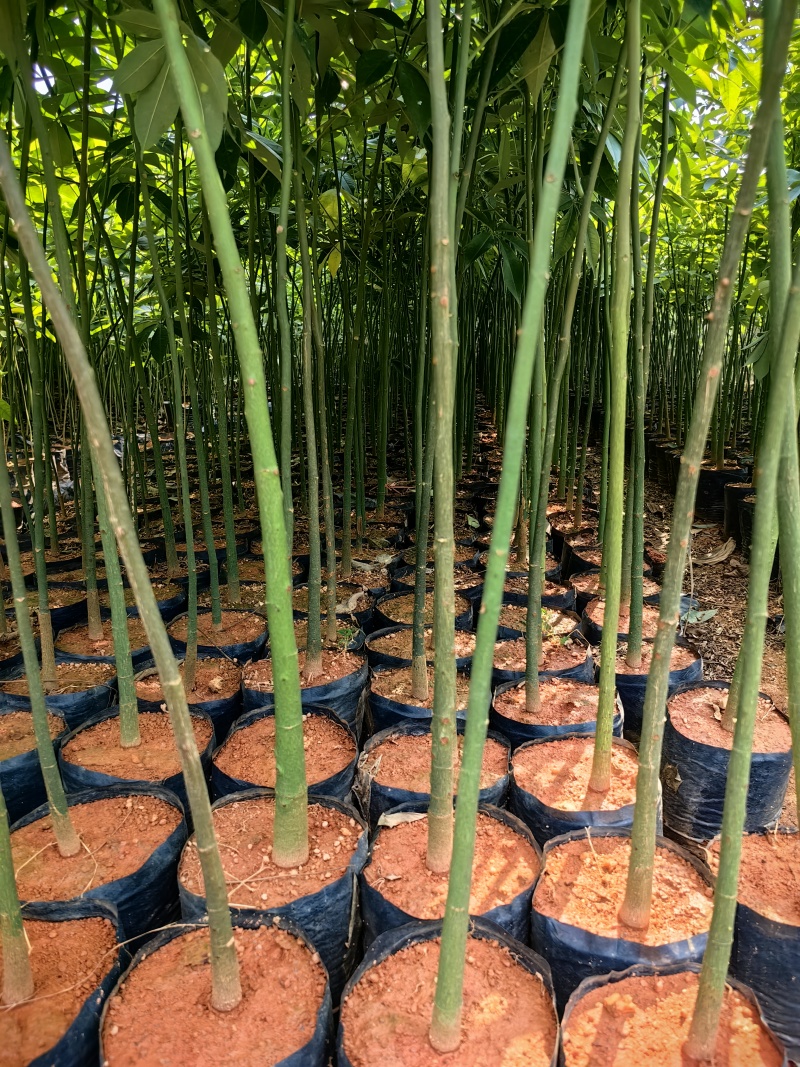 大腹木棉