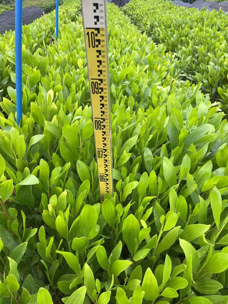 马占相思