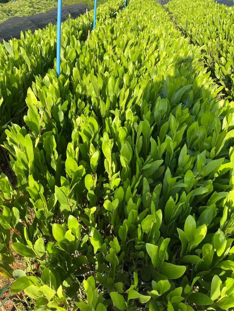 马占相思