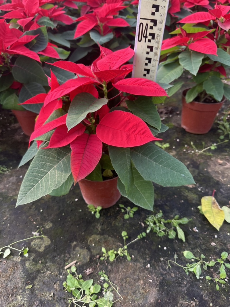 一品红，中国红，年销花，租摆，大型活动庆典，基地直发