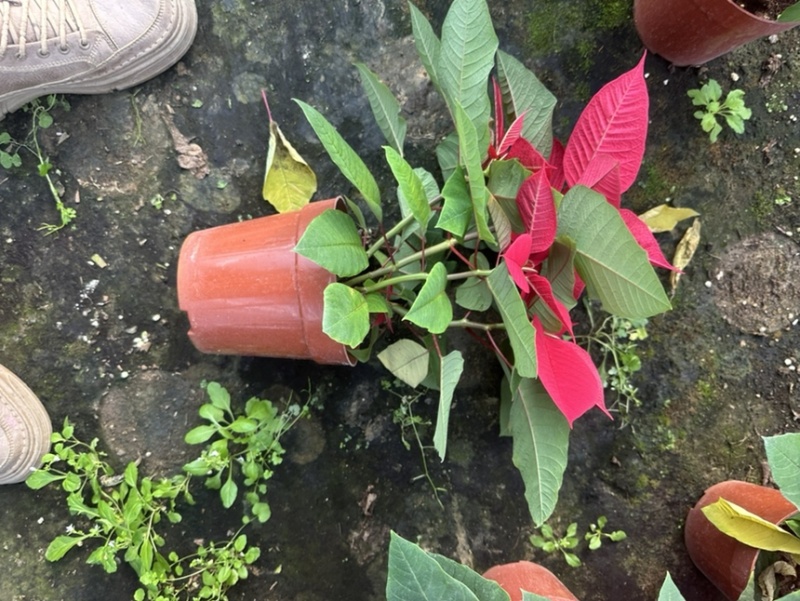 一品红，中国红，年销花，租摆，大型活动庆典，基地直发