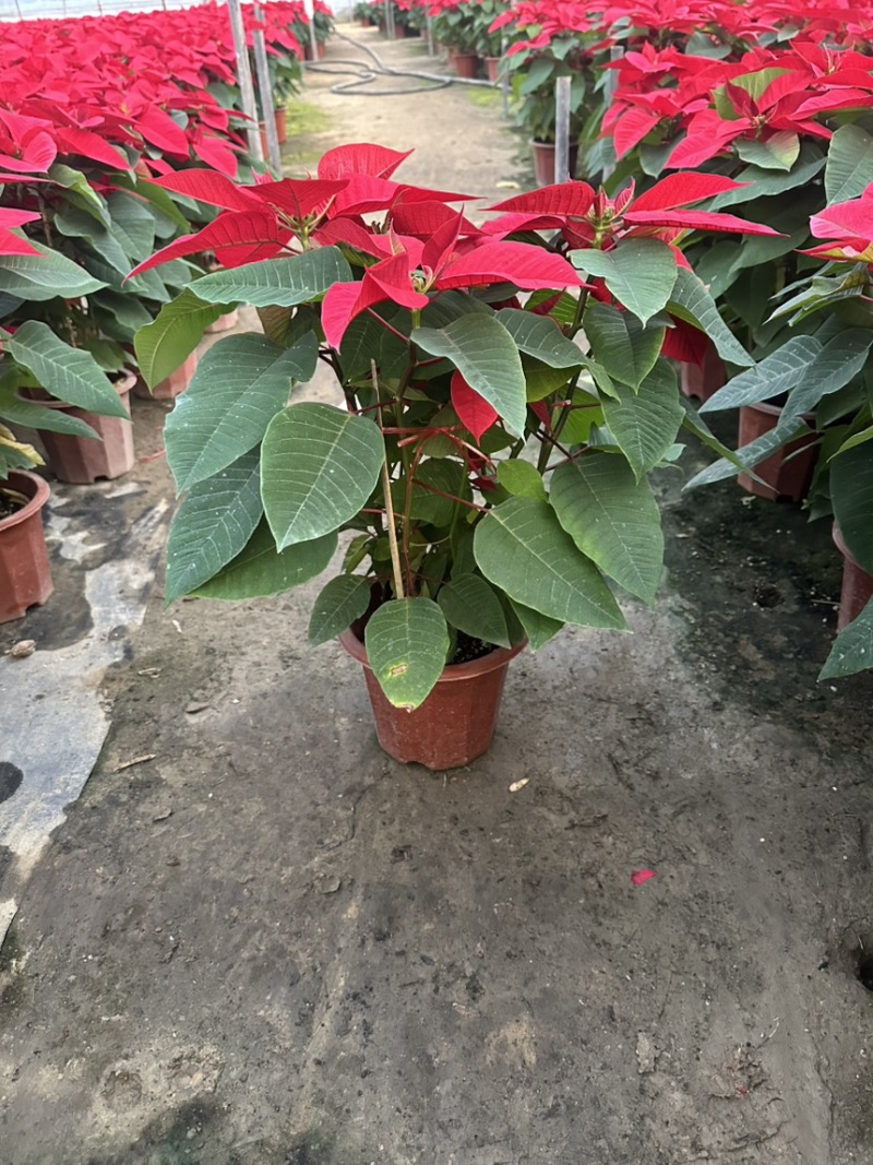 一品红，中国红，年销花，租摆，大型活动庆典，基地直发