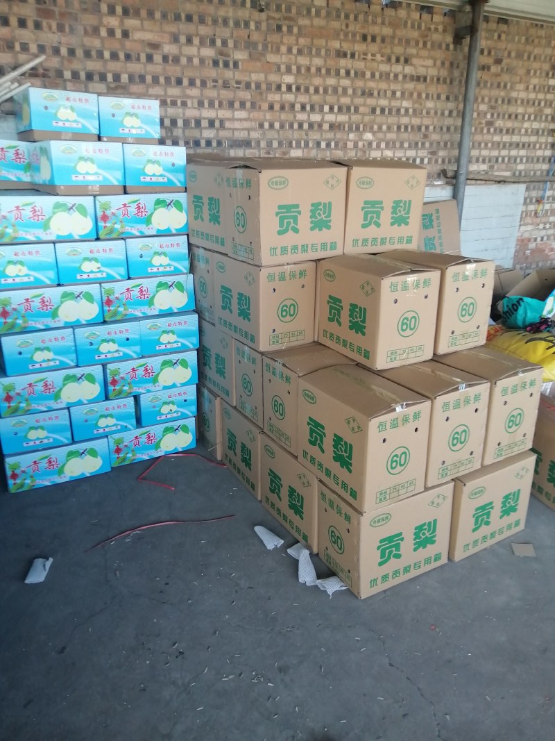 雪花梨大量有货，对接全国市场电商平台，欢迎新老客户前来合作