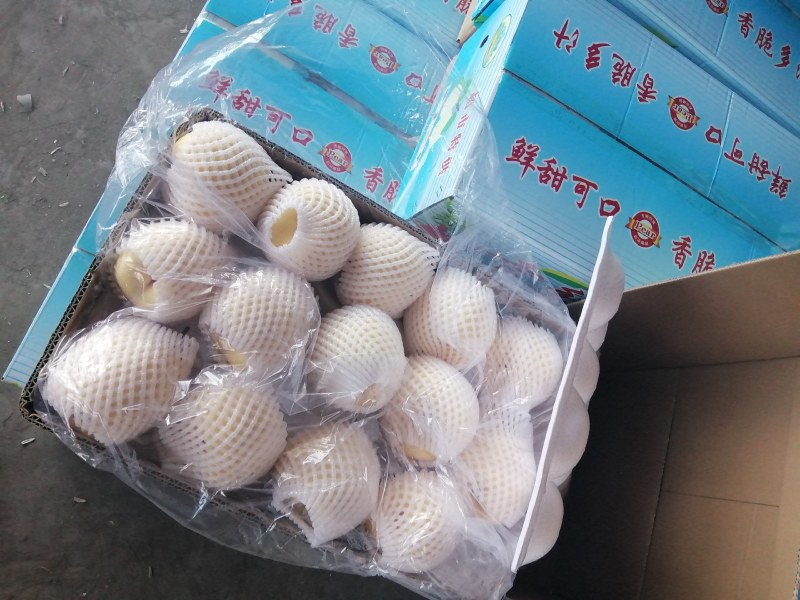 雪花梨大量有货，对接全国市场电商平台，欢迎新老客户前来合作