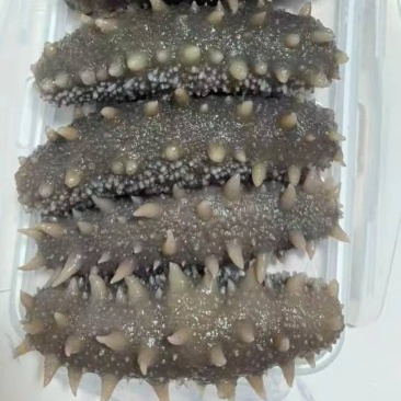 鲜食海参大连辽参即食海参厂家直供有量批发