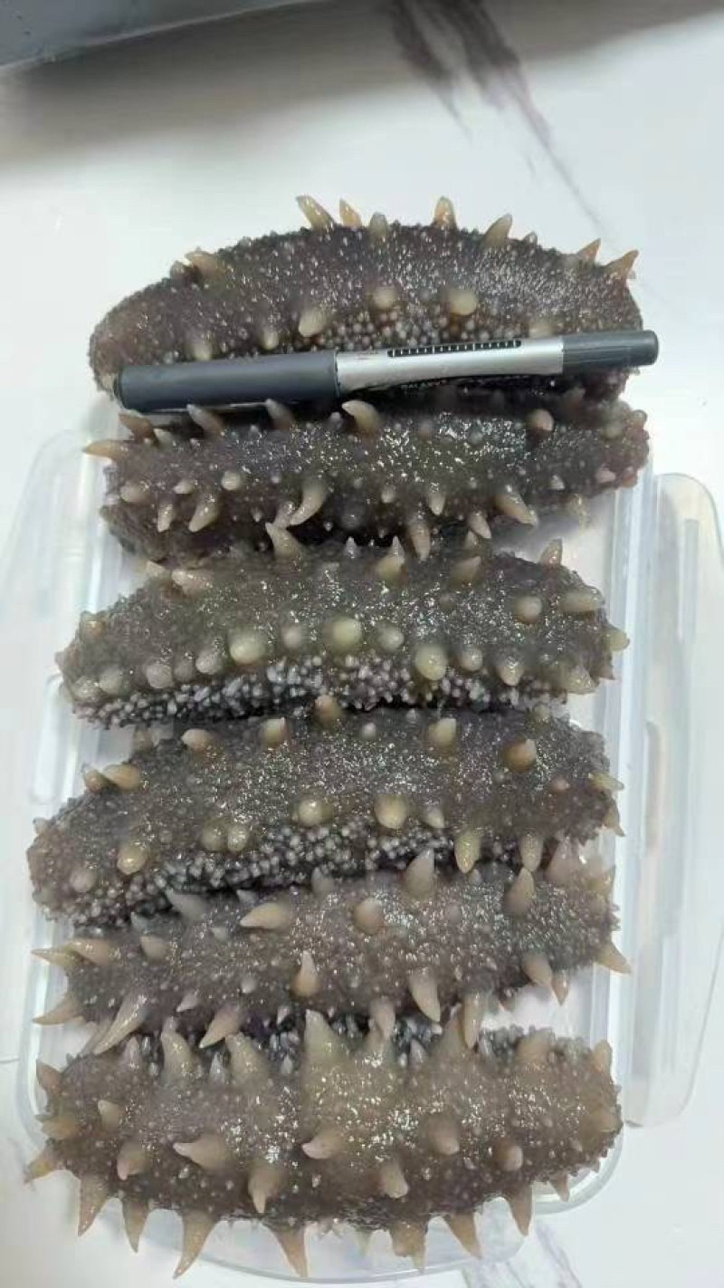 鲜食海参大连辽参即食海参厂家直供有量批发