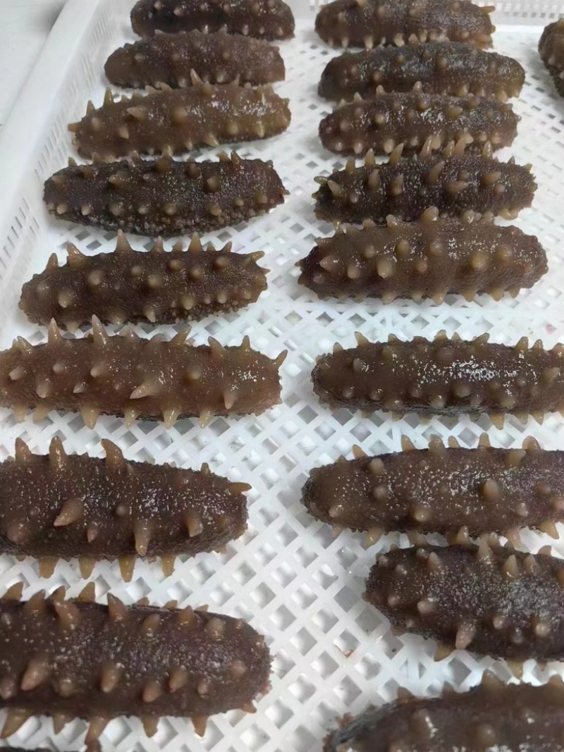 鲜食海参大连辽参即食海参厂家直供有量批发