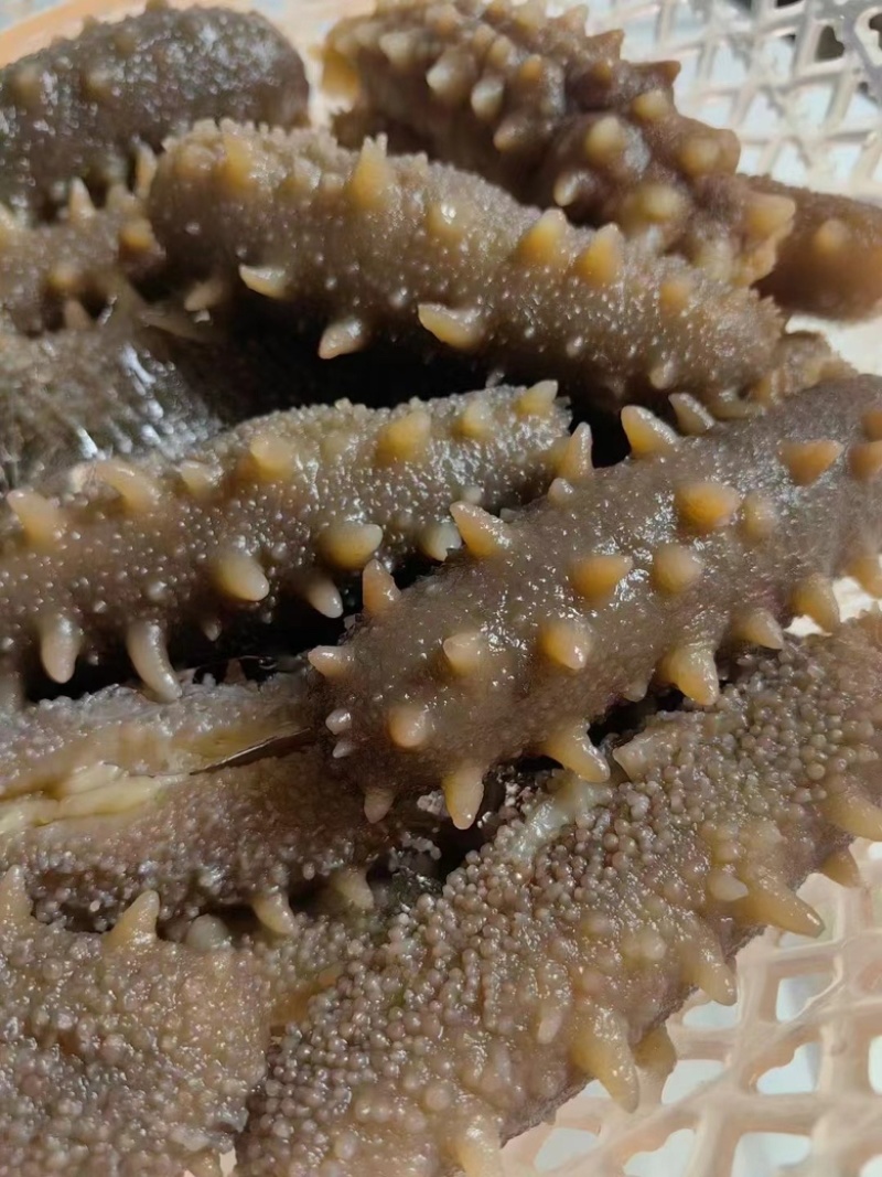 鲜食海参大连辽参即食海参厂家直供有量批发