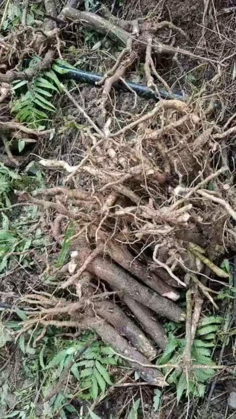 正宗四川青皮高杆大通草桩苗根须完整。栽种成活率高