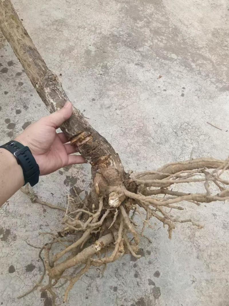 正宗四川青皮高杆大通草桩苗根须完整。栽种成活率高