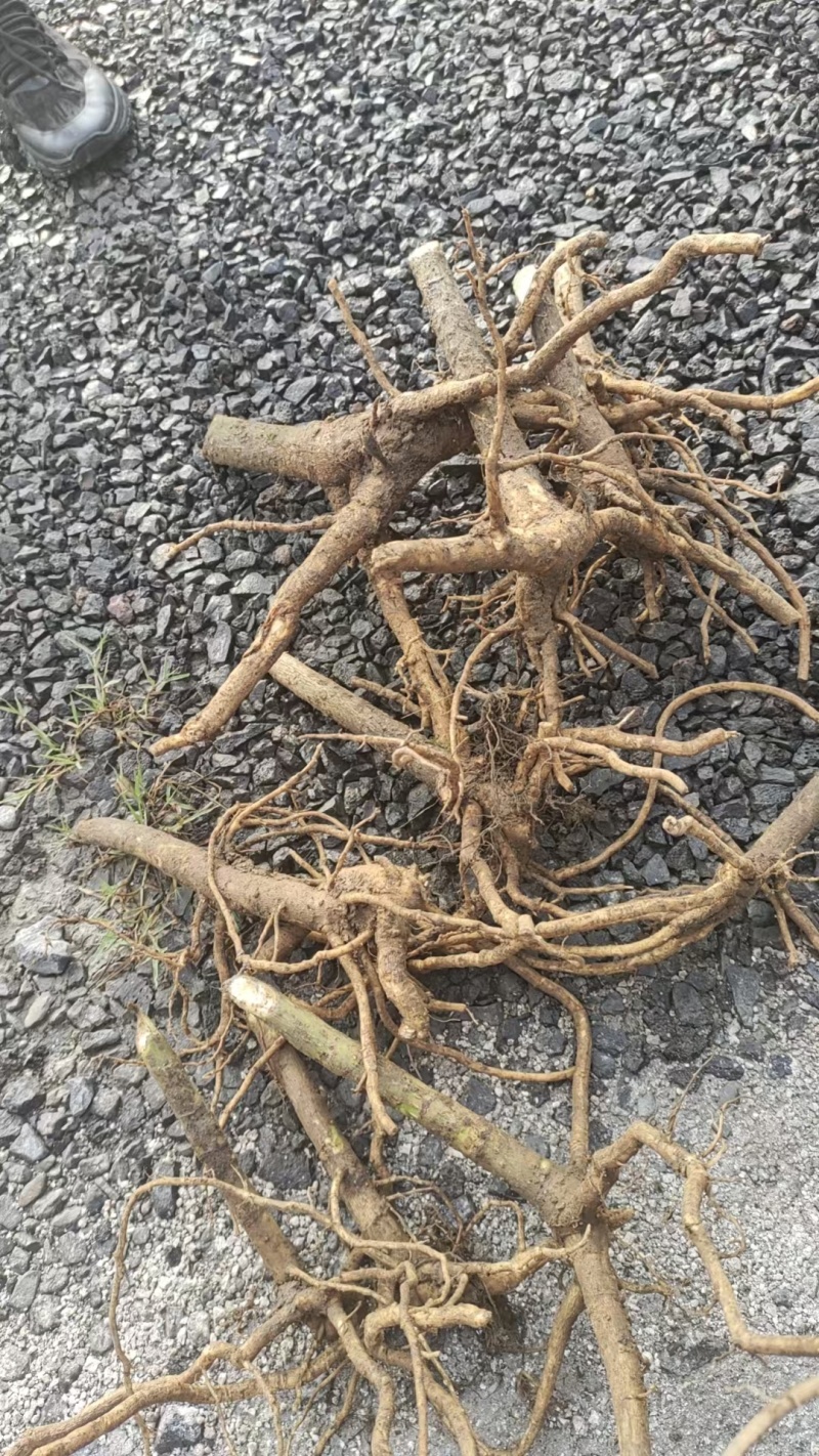 正宗四川青皮高杆大通草桩苗根须完整。栽种成活率高