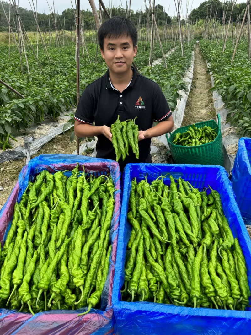 皱皮辣椒，自产自销，适合各大商超和连锁超市团购。