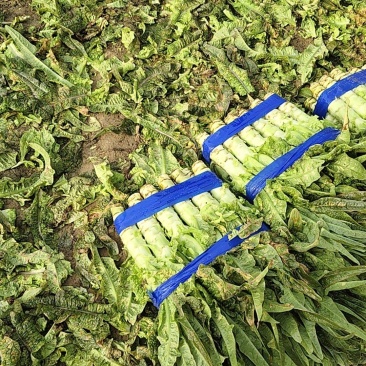 精品红叶莴笋又长又粗，一梱有30斤