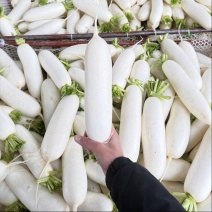 南充精品白萝卜大量供应纯白无虫无冰害精品货